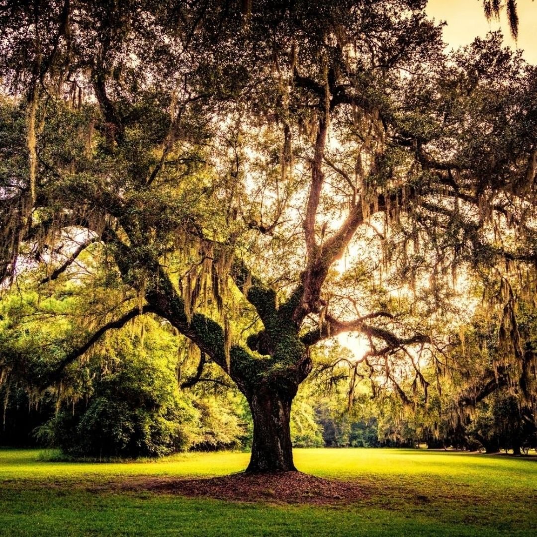 Arbre de Vie : signification, origines et symbolique